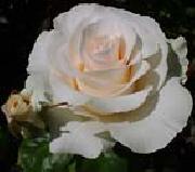 unknow artist Realistic White Rose oil